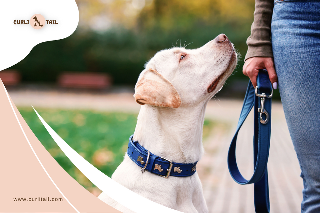 Choose Right Collar For Your Pet | Essential Tips – CurliTail - Choosing The Right Collar For Anxious Pets