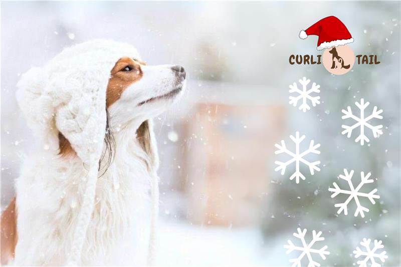 Pet care tips for Winter