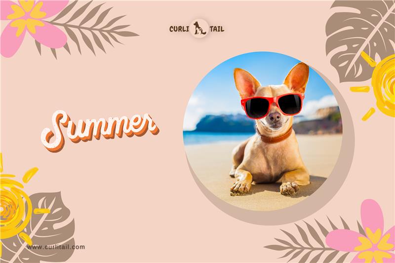 Image showcasing Top Summer Care Tips For Your Pets – CurliTail