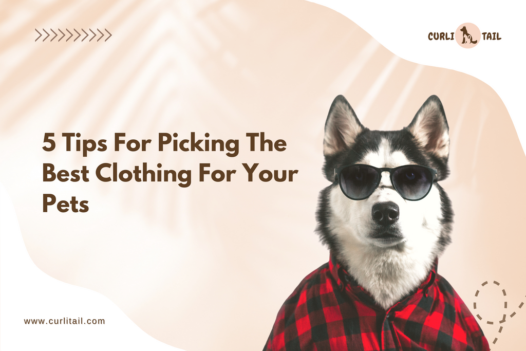 5 Tips For Picking The Best Clothing For Your Pets

– CurliTail
