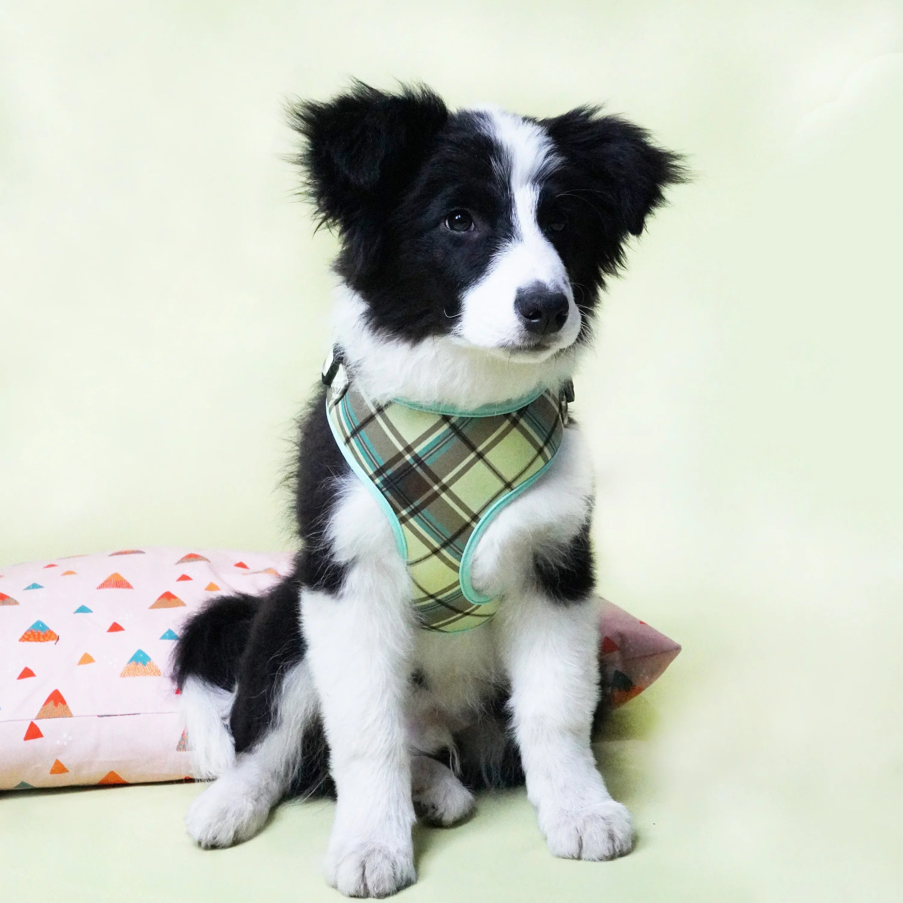 Dapper Ensemble: Full Set: Personalized Bow Collar, Harness, and Leash Set