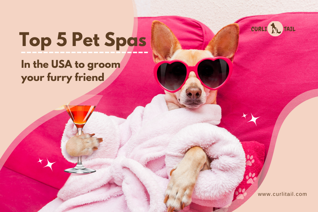 Top 5 Pet Spas in USA to groom your furry friend – CurliTail