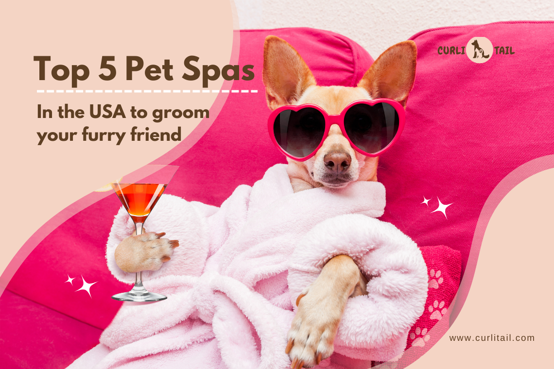 Take your pet to best spa for grooming and giving them a best-in-show look 