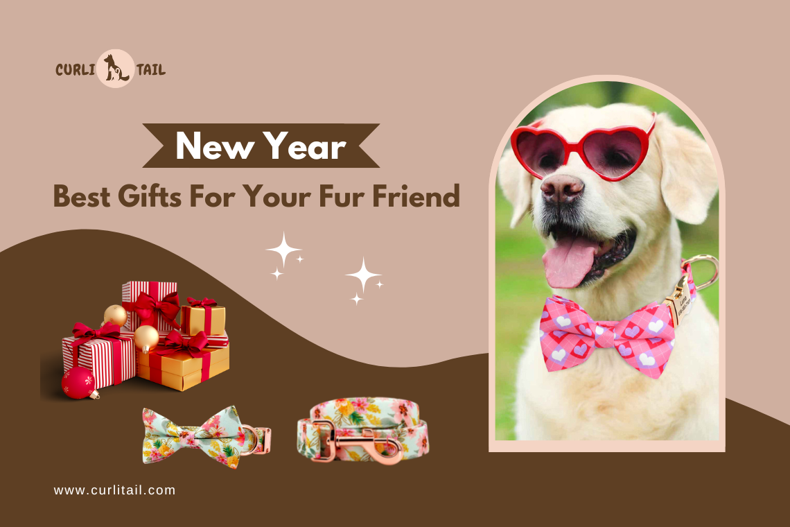 Best gifts for your pet 