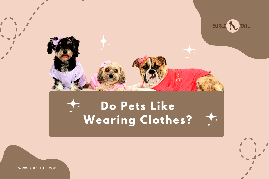 Pet comfort in clothes