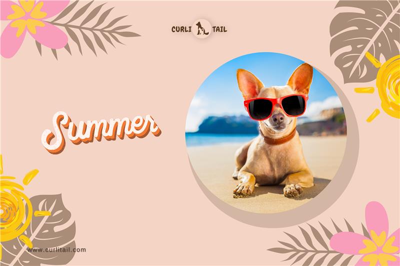 Summer care for pets