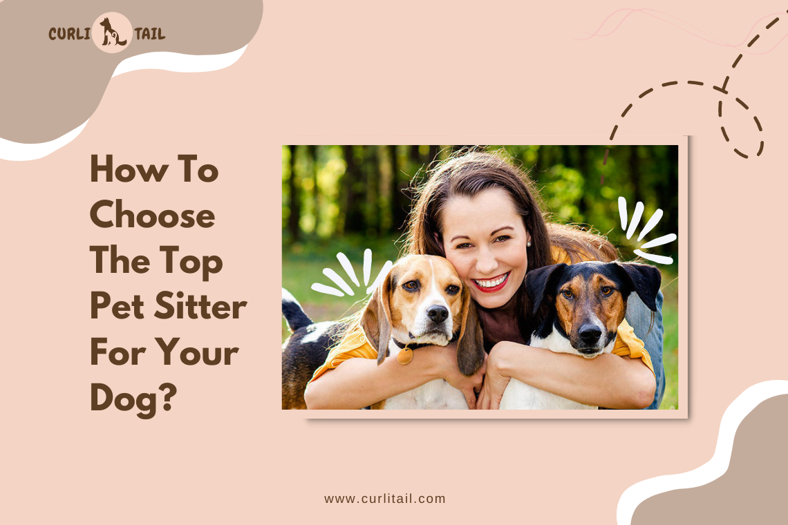 Always choose the best pet sitter for your dog. 