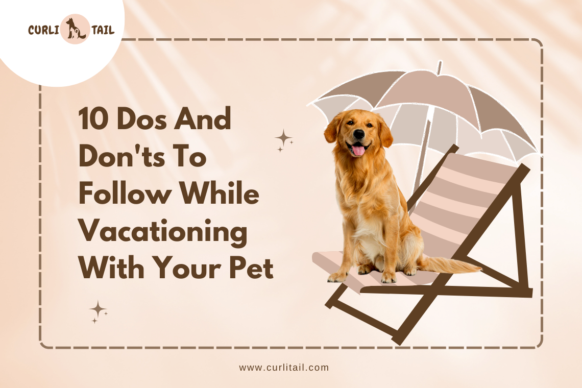 Things to consider while vacationing with your pet dog 