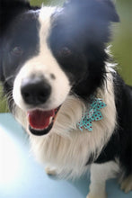 Classic Blue And Red Polka Dot: Personalized Flower Collar And Leash Set