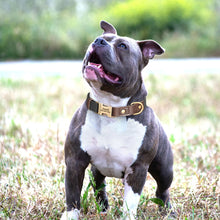 Personalized PU Leather Dog Collars | Custom Dog ID Collar with Name