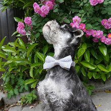 Daisy Designs: Personalized Bowtie Collar And Leash Set