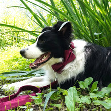Red Velvet Vineyard: Personalized Collars and Leashes
