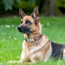 Personalized PU Leather Dog Collars | Custom Dog ID Collar with Name