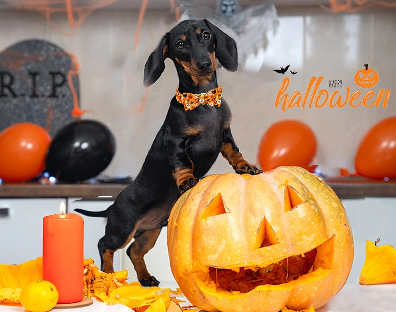 Personalized Halloween Dog Collar ID with Ghost Design Flower/Bowtie Large Medium Small Dogs