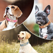 Personalized Leather Dog Collars – Strong, Stylish & Safe | CurliTail
