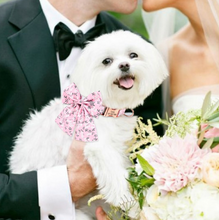 Floral Butterfly Collars for Wedding | Personalized Dog ID Collar - CurliTail