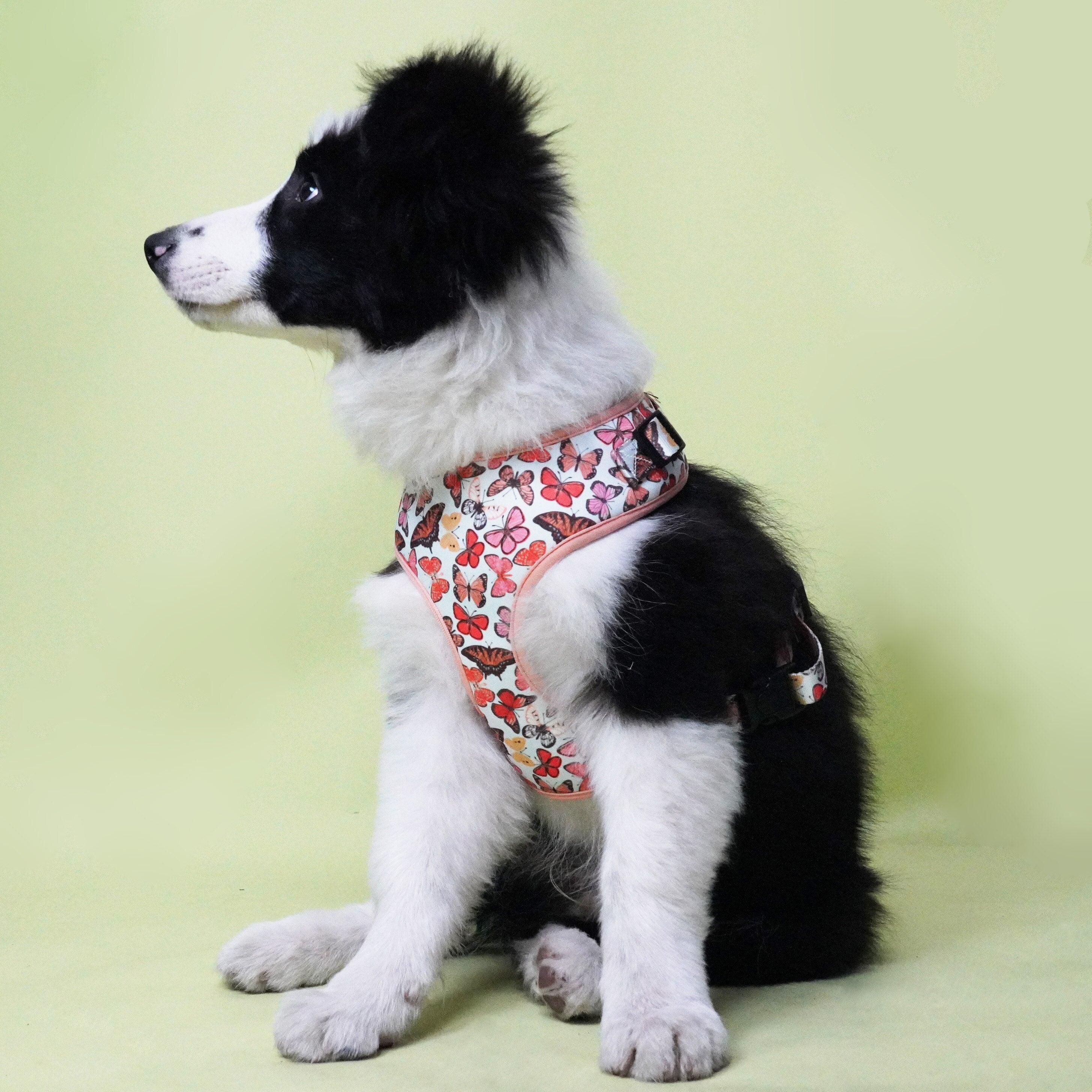 Breezy Butterflies Set: Personalized Flower Collar/Bow collar, Harness, Leash, Poopbag, And Bandana.