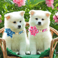 Multidesign Flower Dog Collar: Personalized Accessory in multiple colors - CurliTail