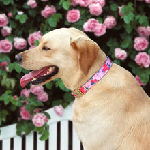 Printed Waterproof Personalized Collars And Leashes - CurliTail
