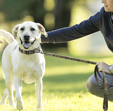 Personalized Dog ID Collars Wedding dog collars 2021 designer dog collars floral dog collars bow dog collars