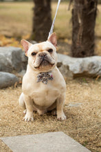Grey Floral Flower Dog Collar And Leash - CurliTail