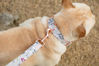 Grey Floral Flower Dog Collar And Leash - CurliTail