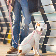 Classy Bow And Leash Set: Personalized Collar And Leash - CurliTail