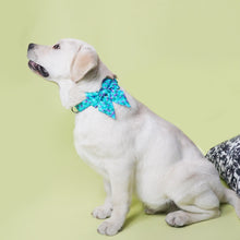 Mermaid Trends Girly Bow Collar | Personalized - CurliTail