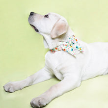 Watercolor Floral Butterfly Collar | Personalized Collar And Leash - CurliTail