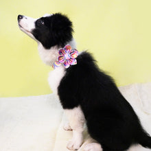 Tie-Dye Flower Collar and Leash Set | Personalized - CurliTail