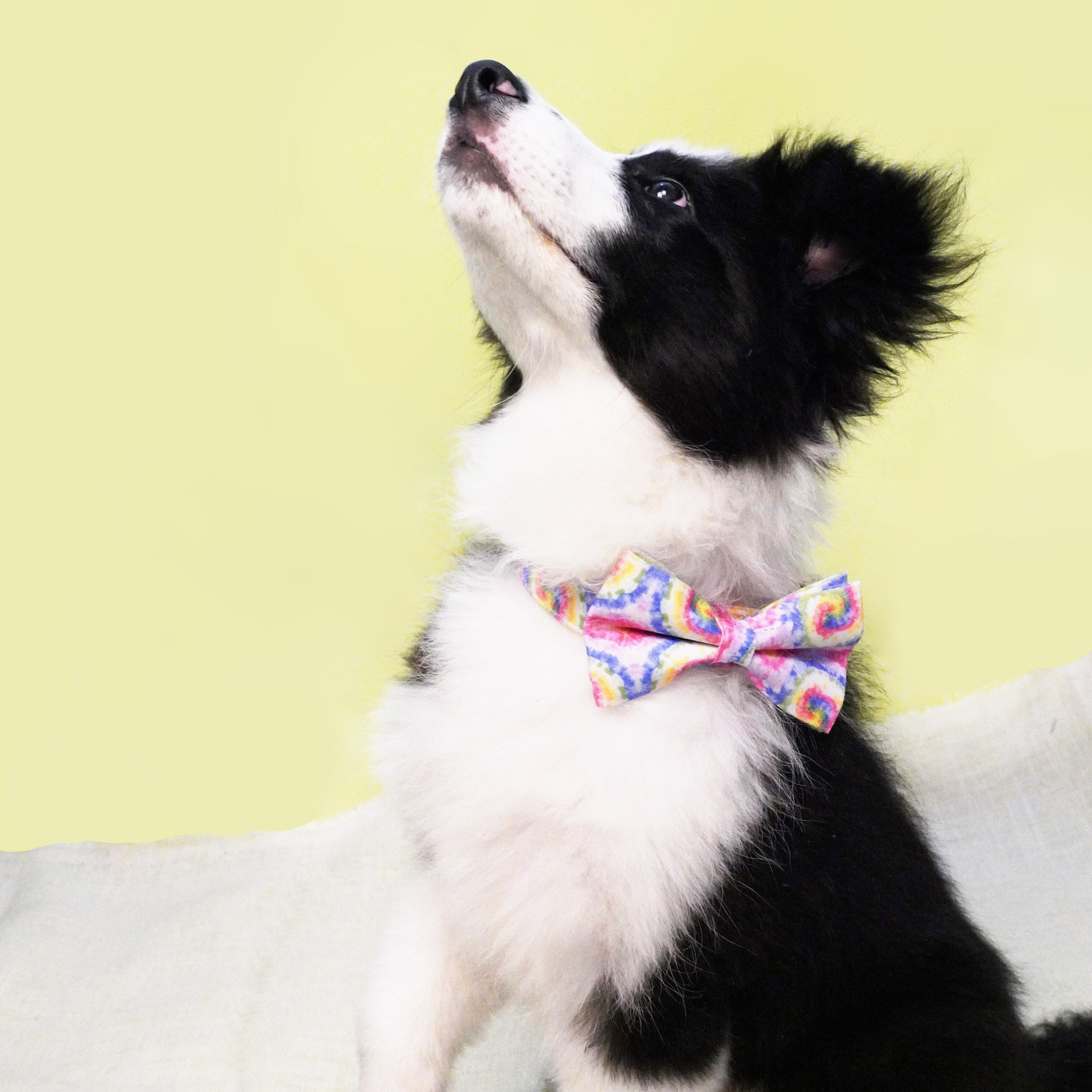 Tie-Dye Bow Collar and Leash Set | Personalized