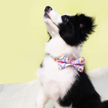 Tie-Dye Bow Collar and Leash Set | Personalized - CurliTail