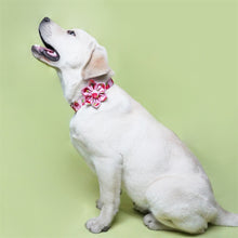 Rosy Strawberries Set: Personalized Collar, Leash, Harness and Bandana - CurliTail