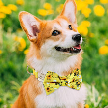 Multidesign Bowtie Dog Collar: Personalized Accessory in multiple colors - CurliTail